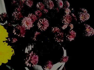 chrysanthemums5 by Martina Konitzky
