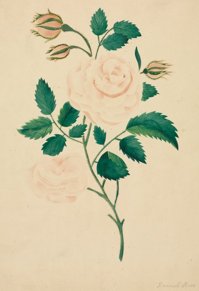 Damask Rose by Mary Altha Nims