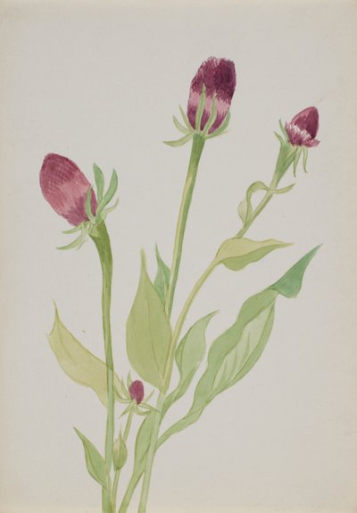 Untitled--Flower Study by Mary Vaux Walcott
