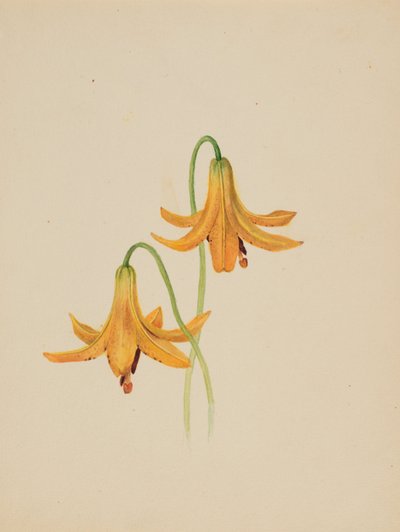 Untitled (Flower Study) by Mary Vaux Walcott