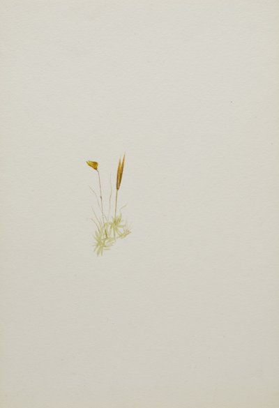 (Untitled) by Mary Vaux Walcott