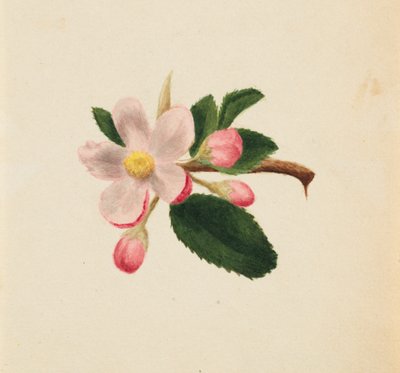 Untitled - Flower Study by Mary Vaux Walcott