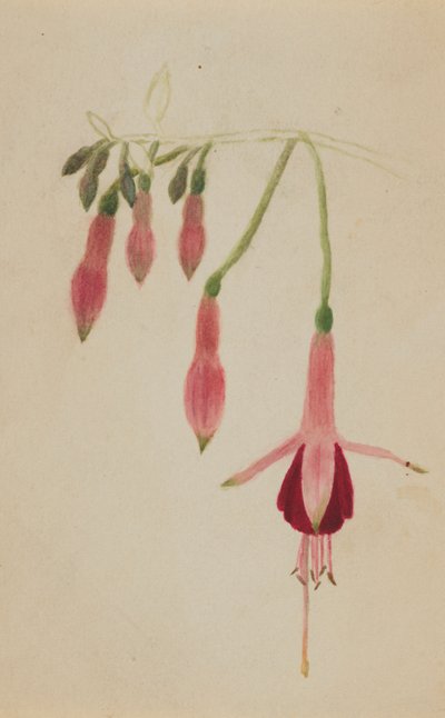 Untitled - Flower Study by Mary Vaux Walcott