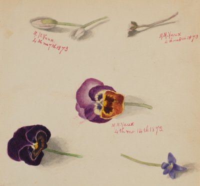 Untitled - Flower Study by Mary Vaux Walcott