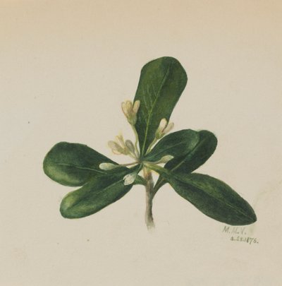 Untitled - Flower Study by Mary Vaux Walcott
