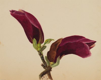 (Untitled--Flower Study) by Mary Vaux Walcott