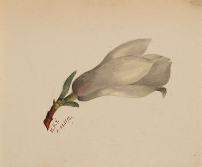 Untitled (Flower Study) by Mary Vaux Walcott