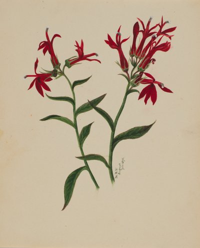 Untitled (Flower Study) by Mary Vaux Walcott