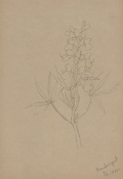 Untitled (Flower Study) by Mary Vaux Walcott