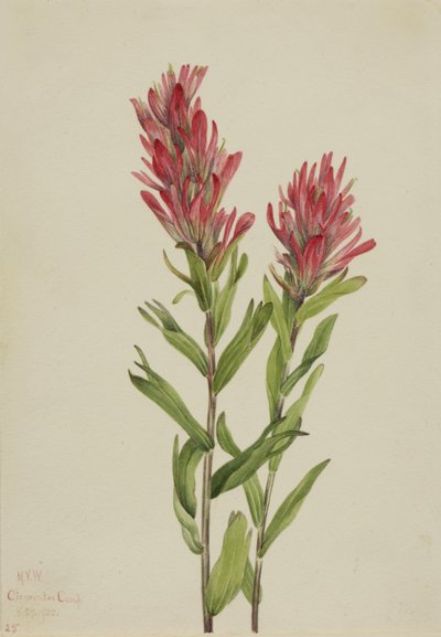 Alberta Paintbrush, 1920 by Mary Vaux Walcott