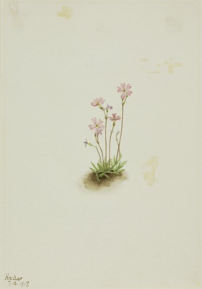 Alberta Primrose by Mary Vaux Walcott