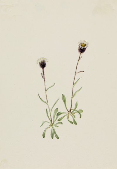Aleutian Fleabane by Mary Vaux Walcott
