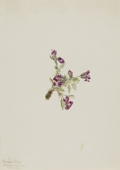 Alpine Pointvetch Oxytropis podocarpa by Mary Vaux Walcott