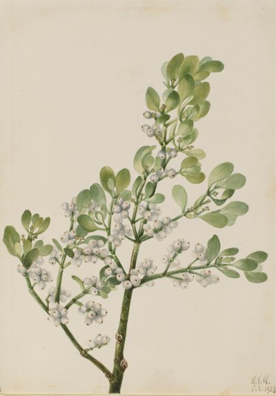 American Mistletoe by Mary Vaux Walcott