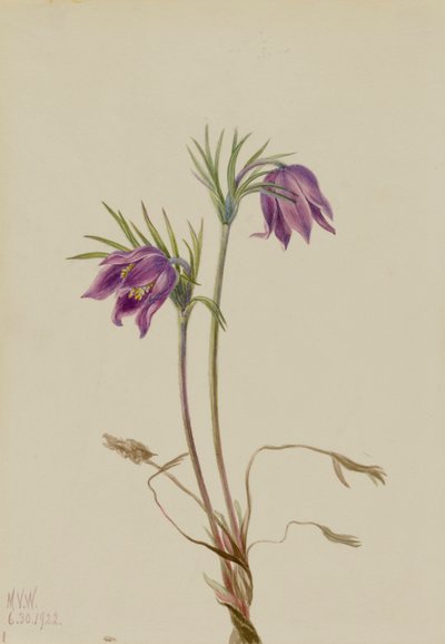 American Pasqueflower Pulsatilla ludoviciana by Mary Vaux Walcott