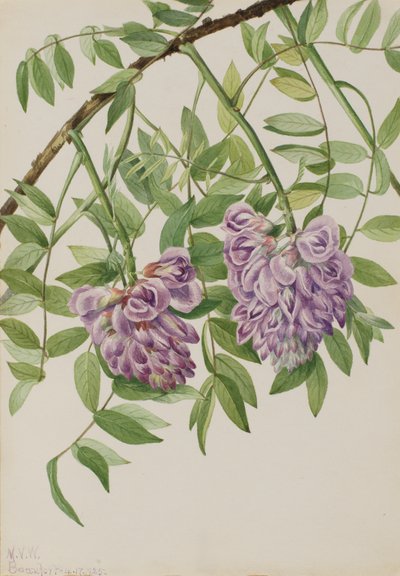 American Wisteria Kraunhia Frutescens, 1925 by Mary Vaux Walcott