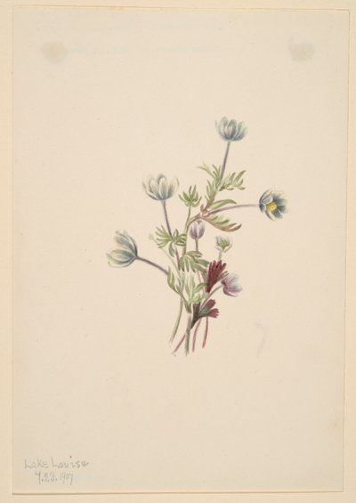 Anemone by Mary Vaux Walcott