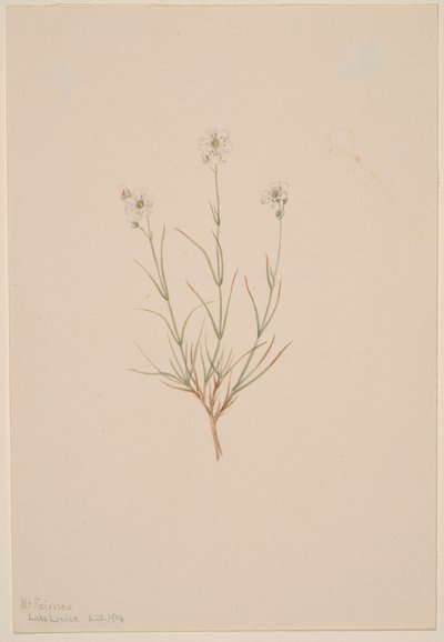 Arenaria formosa, 1904 by Mary Vaux Walcott