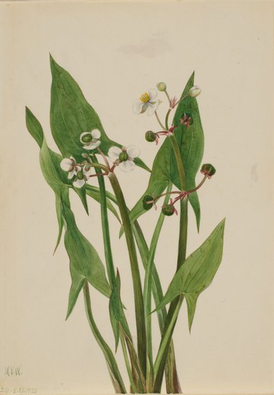 Arum Arrowhead Sagittaria cuneata by Mary Vaux Walcott