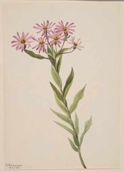 Aster Engelmann by Mary Vaux Walcott