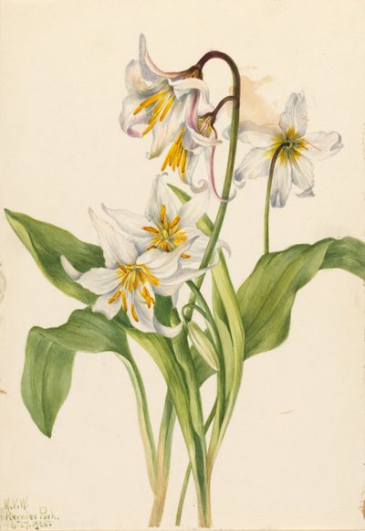 Avalanche Lily by Mary Vaux Walcott