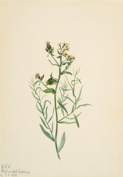 Bastard Toadflax Comandra pallida by Mary Vaux Walcott