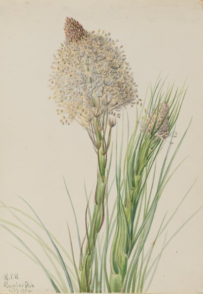 Beargrass by Mary Vaux Walcott
