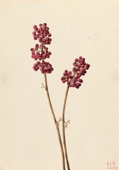 Beauty Berry by Mary Vaux Walcott