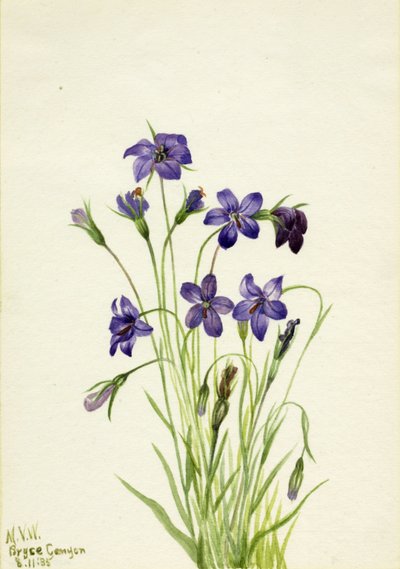 Bellflower Campanula, 1935 by Mary Vaux Walcott