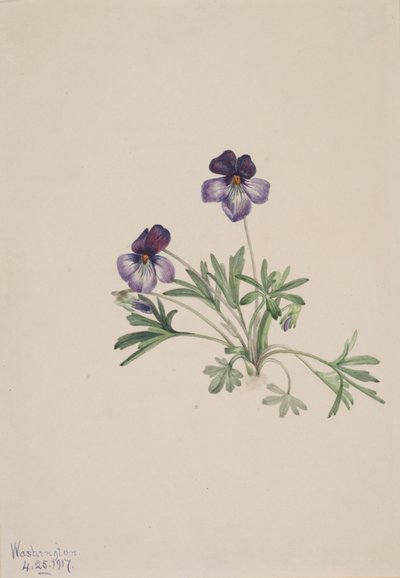 Birdsfoot Violet Viola pedata, 1917 by Mary Vaux Walcott