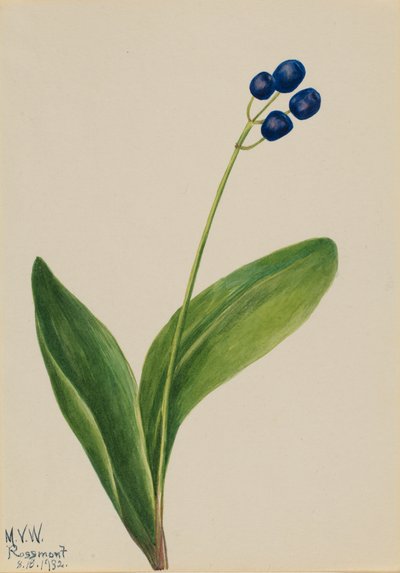 Blue Bead, 1932 by Mary Vaux Walcott