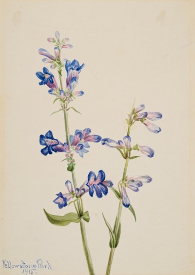 Blue Beard-Tongue Pentstemon by Mary Vaux Walcott