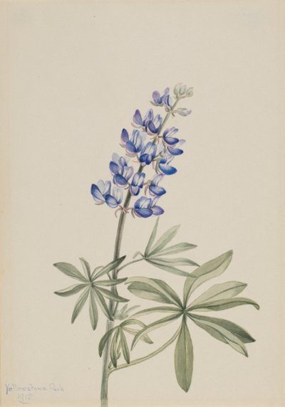 Blue Lupine Lupinus argenteus by Mary Vaux Walcott