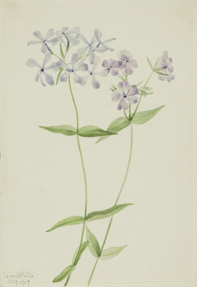 Blue Phlox (Phlox divaricata) by Mary Vaux Walcott