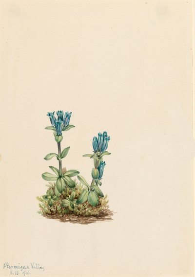 Bluegreen Gentian Gentiana glauca, 1916 by Mary Vaux Walcott