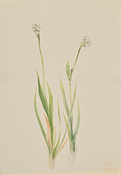 Bog-Asphodel Tofieldia intermedia by Mary Vaux Walcott