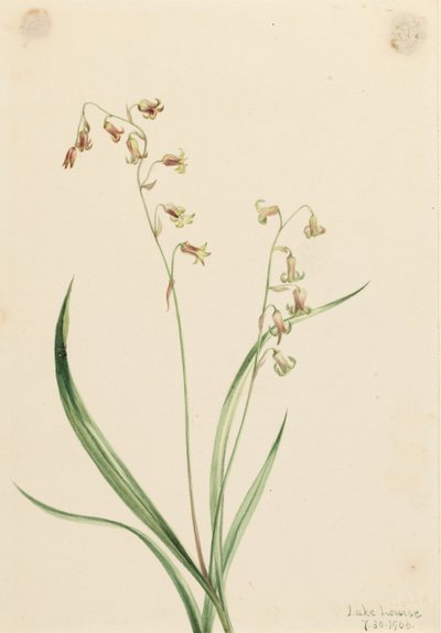 Bronzebells (Stenanthium occidentale) by Mary Vaux Walcott