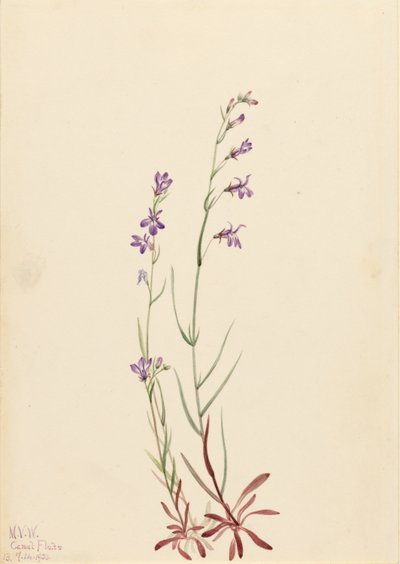 Brook Lobelia by Mary Vaux Walcott