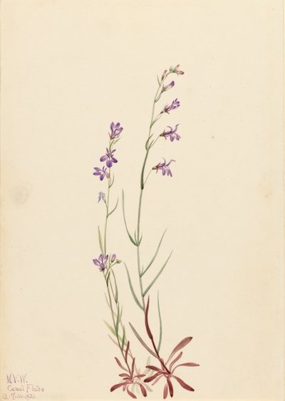 Brook Lobelia, 1923 by Mary Vaux Walcott