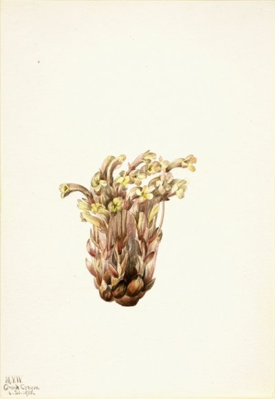Broomrape by Mary Vaux Walcott