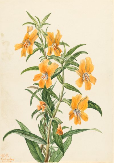 Buff Monkeyflower Diplacus longiflorus by Mary Vaux Walcott