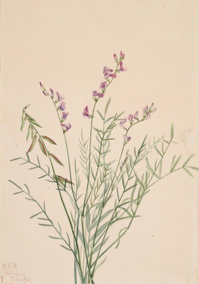 Burgess Milkvetch Astragalus bourgovii, 1922 by Mary Vaux Walcott