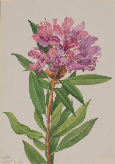 California Rose-Bay by Mary Vaux Walcott