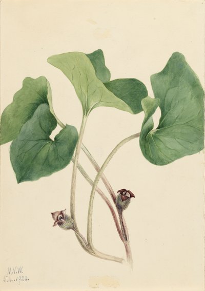 Canada Wild Ginger Asarum canadense by Mary Vaux Walcott