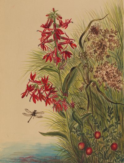 Cardinal Flower by Mary Vaux Walcott