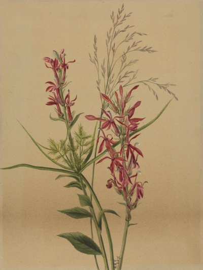 Cardinal Flower by Mary Vaux Walcott