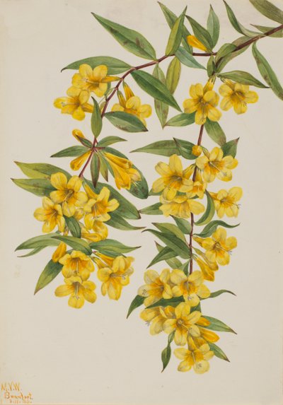 Carolina Jessamine Gelsemium sempervirens by Mary Vaux Walcott