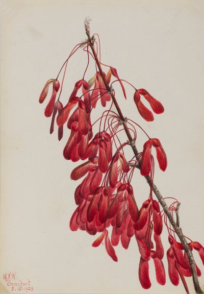 Carolina Maple by Mary Vaux Walcott