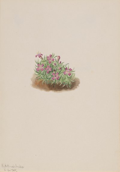 Carpet Pink Silene acaulis, 1905 by Mary Vaux Walcott