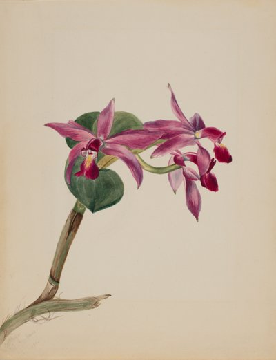 Cattlaya Superbus by Mary Vaux Walcott